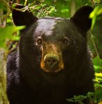 Black Bear of the Smoky Mountains